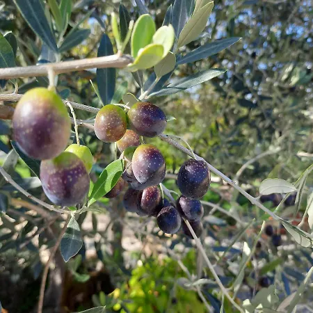 I Ceppi Farmház San Casciano in Val di Pesa