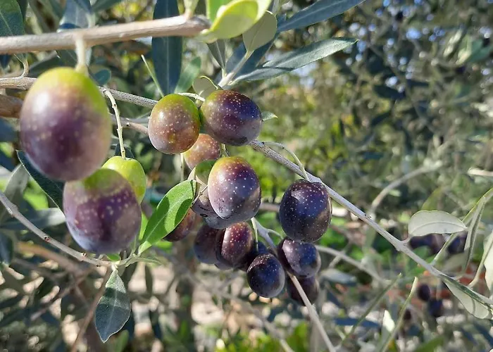 I Ceppi Gospodarstwo agroturystyczne San Casciano in Val di Pesa
